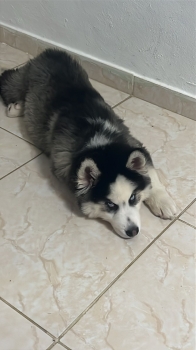 Oferta cachorro husky macho en santo domingo y vacuna al dia