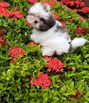 Oferta cachorro shih tzu hembra en santo domingo y vacunados