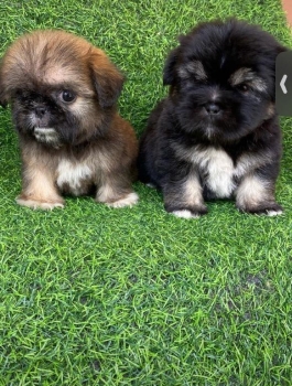 Oferta cachorro shih tzu ambos sexo en santo domingo y vacunados