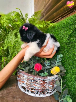 Oferta cachorro shih tzu mini  hembra en santo domingo y vacunados