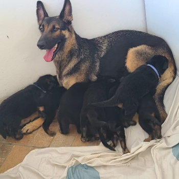 Cachorros puros de pastor aleman