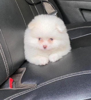 Pomerania calidad cara de oso macho