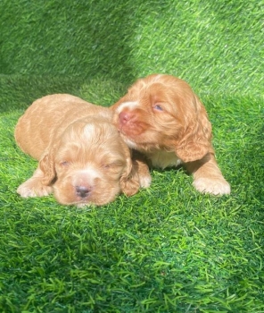 Cooker spaniel machos