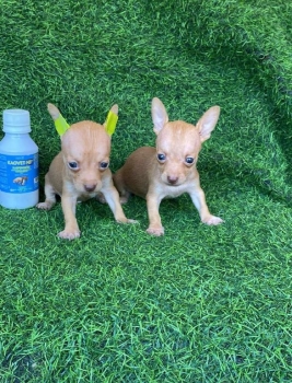 Chihuahua ambos sexos