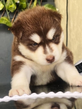 Husky siberiano ambos sexos