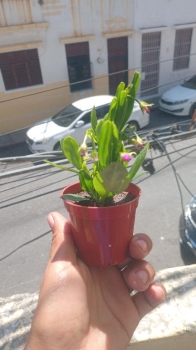 Plantas de flor - joyas de opar