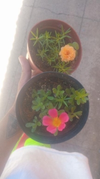 Plantas de flores reales   amor de un rato