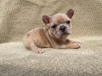 Bulldog frances