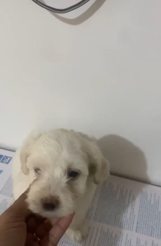 Oferta cachorro maltipoo macho  en santo domingo y vacuna al dia