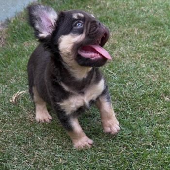 Oferta cachorro bulldog frances fluffy macho con pedigri con su vacuna