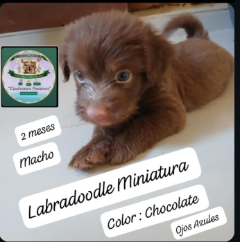 Labradoodle miniatura hermosos cachorros