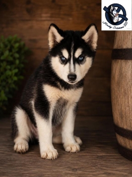 Husky siberiano hembra