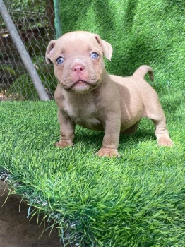 American bully macho