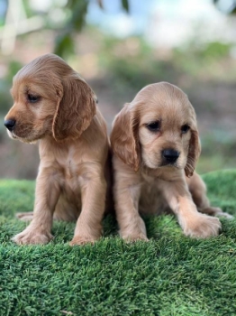 Cooker spaniel ambos sexos
