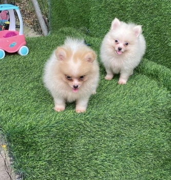 Pomerania ambos sexos