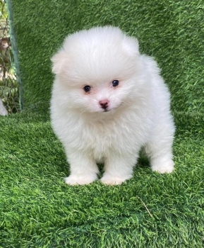 Pomerani calidad cara de oso macho
