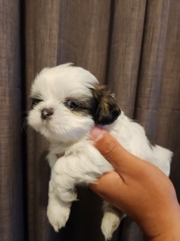 Oferta cachorro shih tzu macho en santo domingo y vacunados
