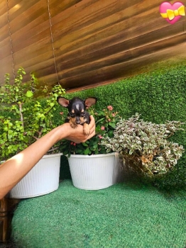 Oferta cachorro chihuahua hembra en santo domingo y vacuna al dia