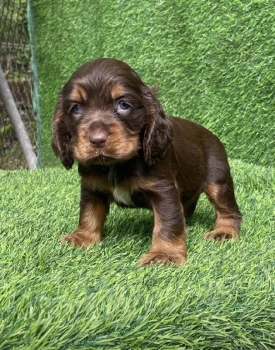 Cooker spaniel chocolate macho