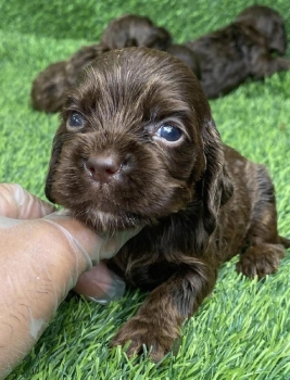 Cooker spaniel chocolate machos