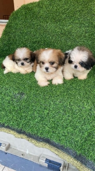 Shipoo ambos sexos
