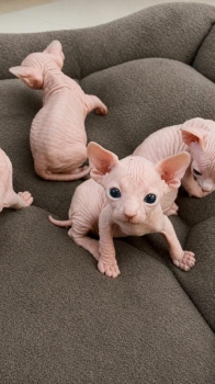 Gatos esfinges ambos sexos