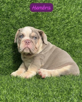 Bulldog inglés ambos sexos