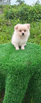Oferta cachorro pomerania macho en santo domingo y vacunada