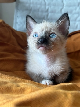 Oferta gatito siames hembra en santo domingo y vacuna al dia