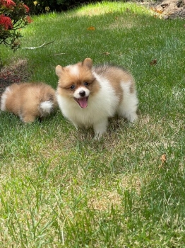 Pomerania hembra