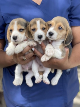 Perritos beagles