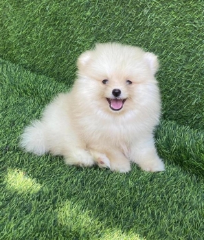 Pomerania cálidad cara de oso macho