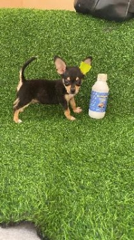 Oferta cachorro chihuahua macho en santo domingo y vacuna al dia