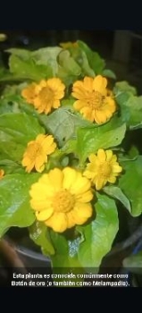 Esta planta es conocida comúnmente como botón de oro o también como me