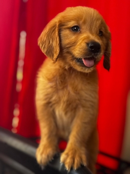 Oferta cachorro golden retriever ambos sexo en santo domingo vacunados