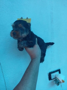 Oferta cachorro yorkie macho ubicada en santo domingo y vacuna al dia