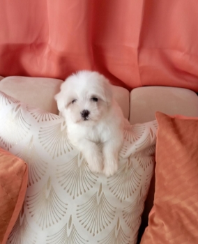 Oferta cachorro maltes ambos sexo en santo domingo y vacunados