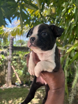 Oferta cachorro boston terrier  hembra en santo domingo vacunados