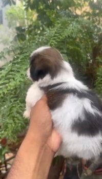 Oferta cachorro shih tzu macho en santo domingo y vacunados