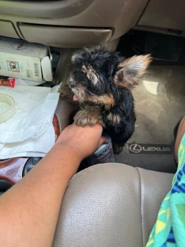 Oferta cachorro yorkie hembra en santo domingo y vacuna al dia