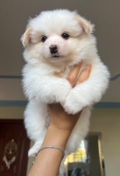 Oferta cachorro pomerania ambos sexo en santo domingo y vacunada