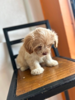 Oferta cachorro maltipoo ambos sexo en santo domingo y vacuna al dia