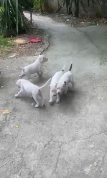 Oferta cachorro dogo argentino ambos sexo en santiago y vacuna al dia