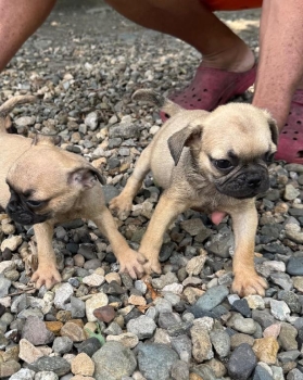 Cachorro pug 20