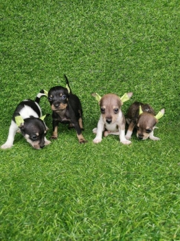 Oferta cachorro chihuahua  ambos sexo en santo domingo y vacuna al dia