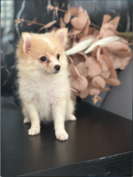 Pomerania puro