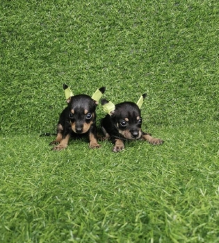 Chihuahua ambos sexos