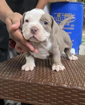 American bully pocket ambos sexos