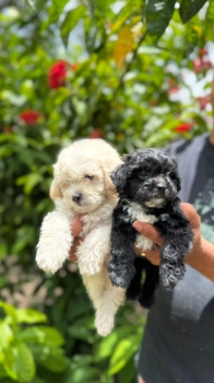Maltipoo ambos sexos