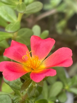 Plantas de flores reales amor de un rato
